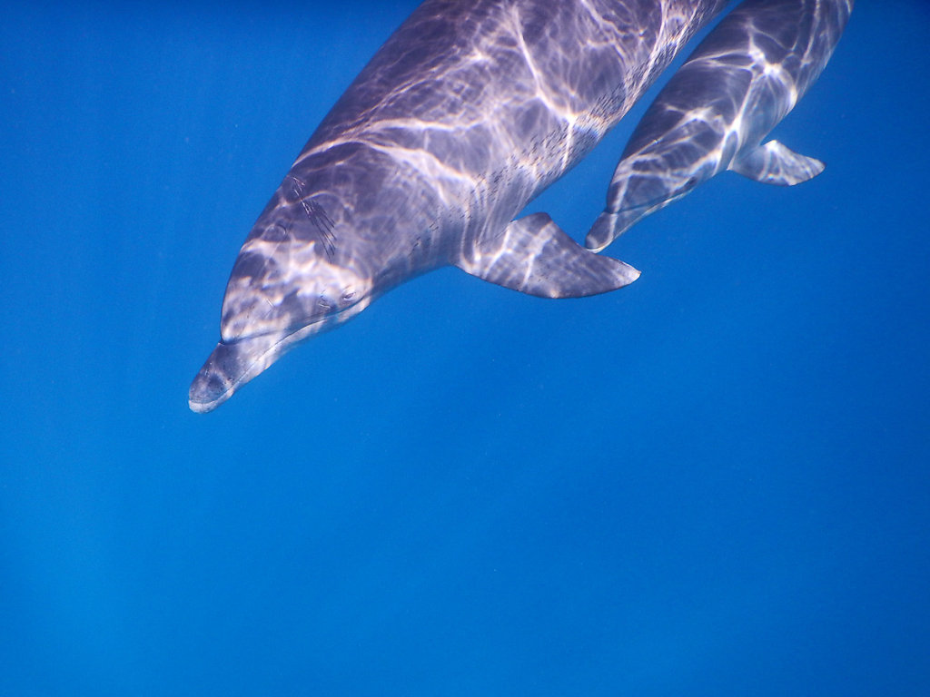 Delfinmutter mit Babydelfin